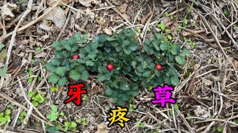 农村治牙疼的草药图片图片