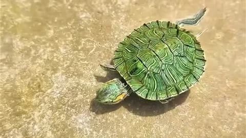 会游泳的小乌龟