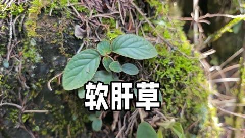 石猪肝草药图片大全图片