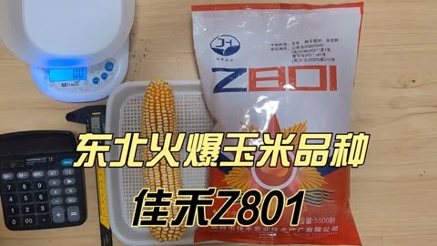 美佳禾816玉米品种图片