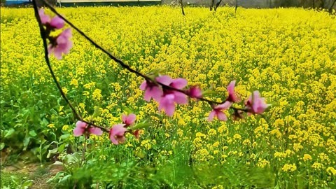 桃花嫣红,菜金黄,在明媚的春天里,演绎着大自然的绚烂与生机