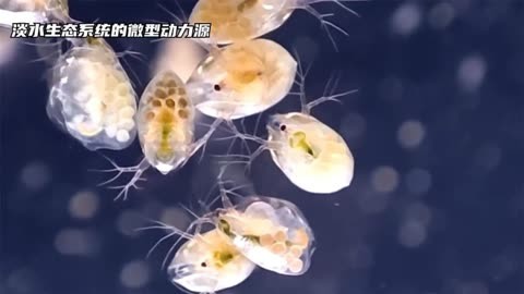 水蚤生活史图片