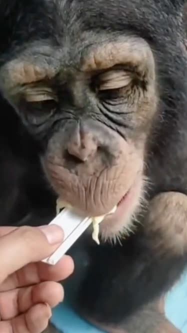 男子给猩猩喂榴莲吃,味太大含在嘴里很无奈的表情!