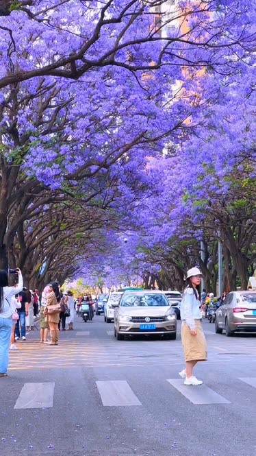 教场路的蓝花楹已到盛花期,你错过的风景,我都替你拍下来了