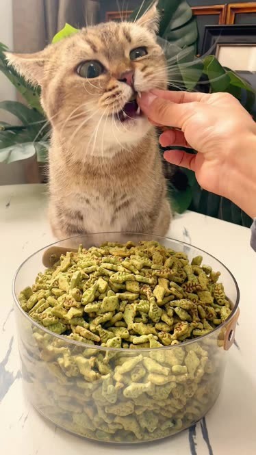 猫薄荷饼干图片