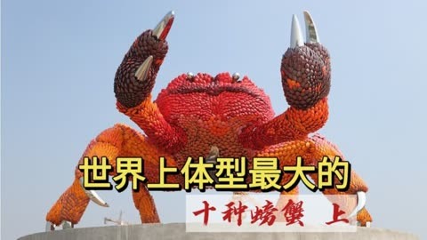 地球上体型最大的十种螃蟹(上),最大的一条腿就够你吃上一整天