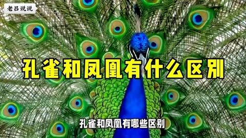 孔雀和凤凰的区别图片图片