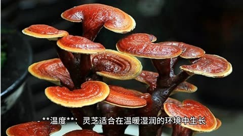 野生灵芝生长过程图图片