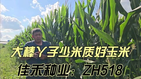 美佳禾816玉米品种图片