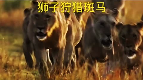 狮子狩猎斑马